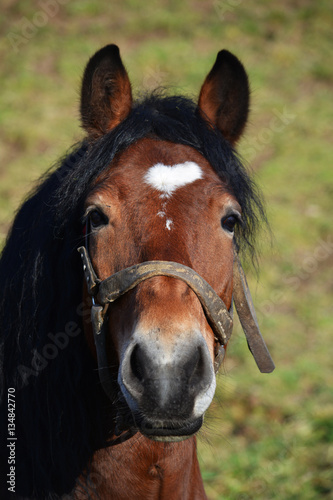 A Horse. Fot. Konrad Filip Komarnicki / EAST NEWS Jastrzebik 14.12.2015 Kon.