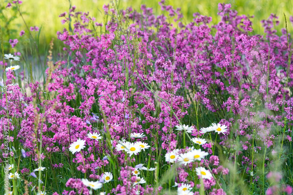 Naklejka premium Summer meadow flowers