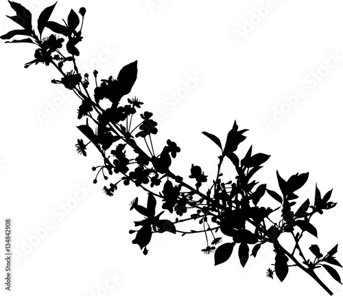one spring black cherry branch with flowers silhouette