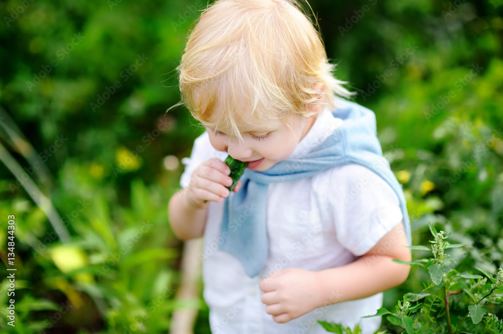 Toddler boy eating fresh cucumber in garden Toddler boy eating fresh cucumber in garden