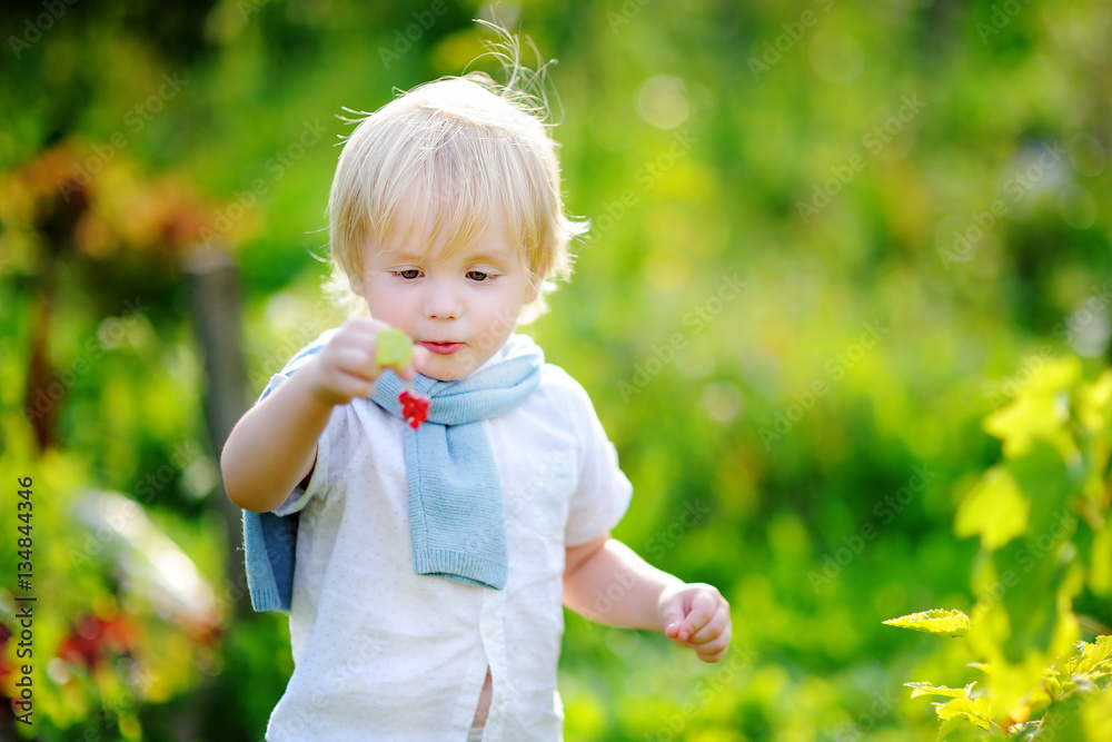 Toddler boy picking red currants in garden Toddler boy picking red currants in garden