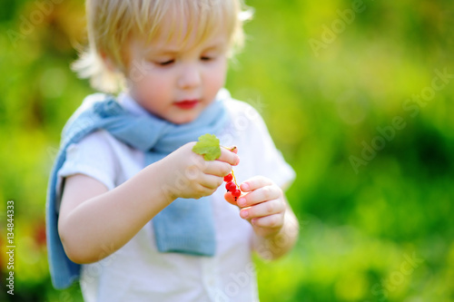 Toddler boy picking red currants in garden