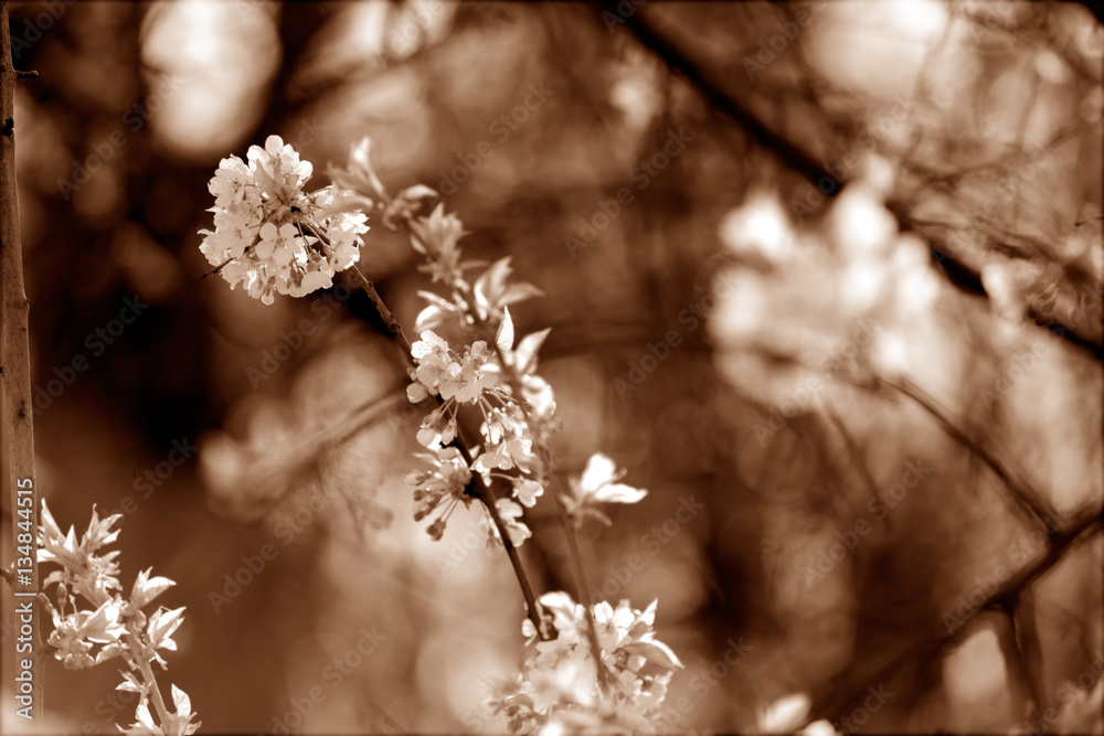 Naklejka premium branches with white flowers
