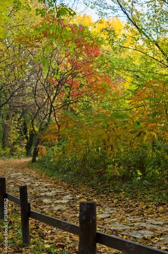 Path with a wooden fence through the forest colored in autumn colors, Belgrade, Serbia