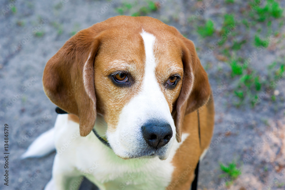 Portrait of spring photo of beagle dog