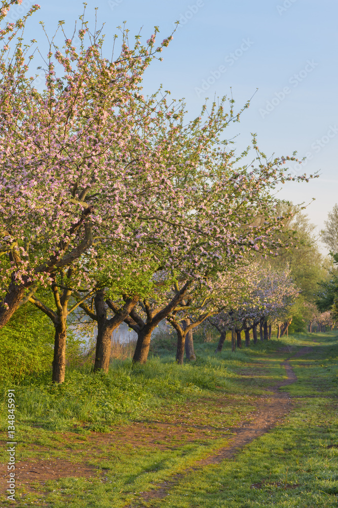 Fototapeta premium Blossoming fruit trees
