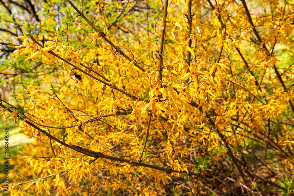 yellow flowers on a branches