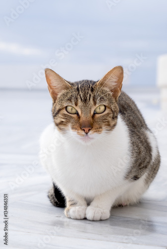 Attentive stripy cat outdoors on neutral background