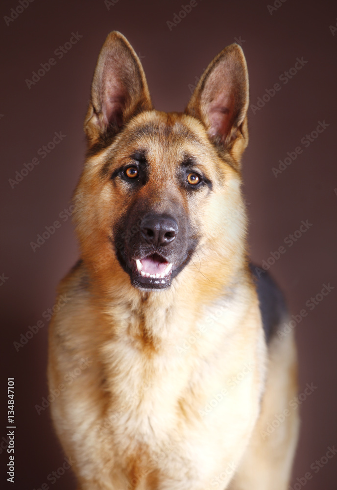 German sheepdog portrait in studio