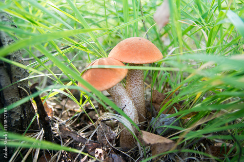 boletus mushrooms in the green grass