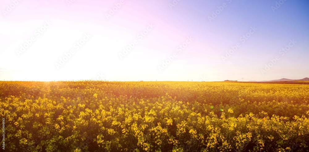 Scenic view of beautiful mustard field 