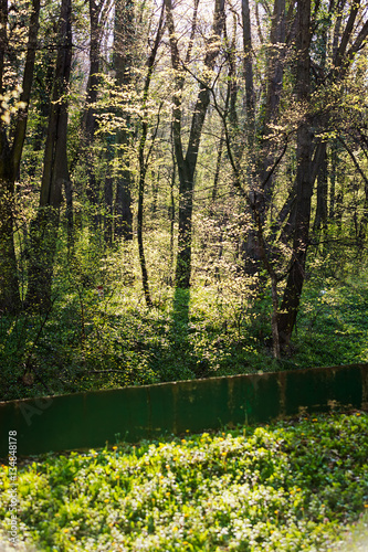 Wallpaper Mural forest in the spring Torontodigital.ca