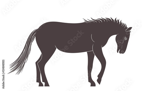 Mustang. Horse