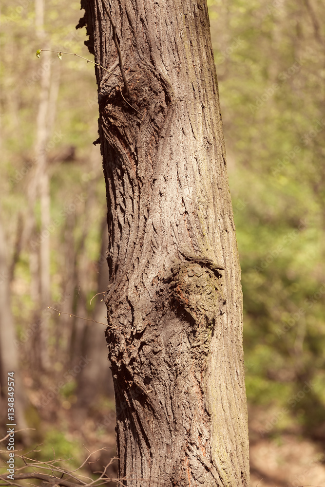 Fototapeta premium tree bark