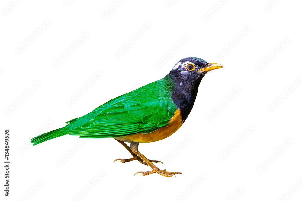 Fototapeta premium Colorful bird isolated standing with white background.