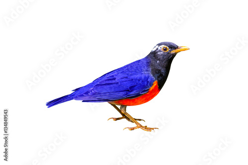 Colorful bird isolated standing with white background.