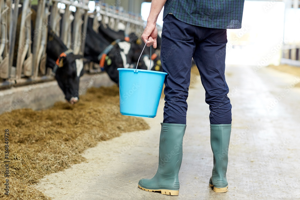 man with bucket in cowshed on dairy farm