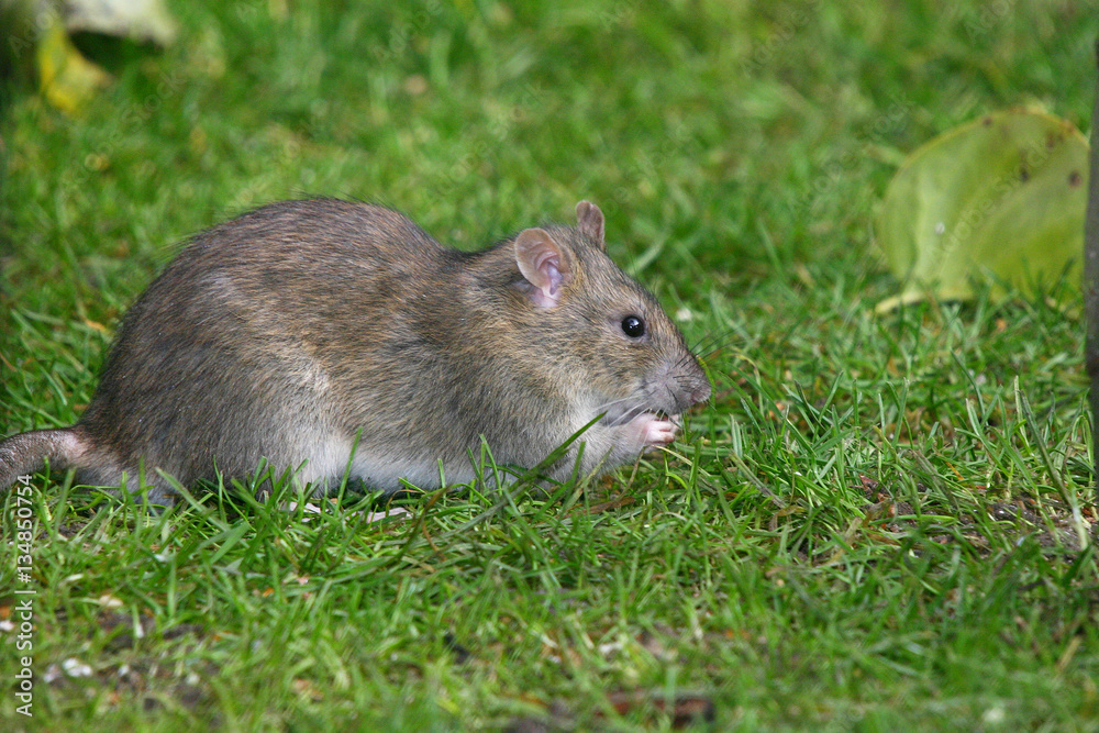 The brown rat, also referred to as common rat, street rat, sewer rat ...