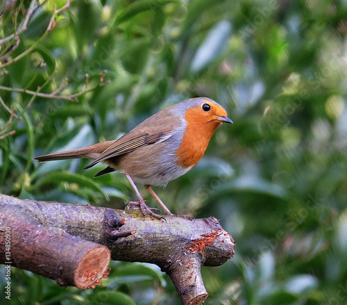 The European robin, known simply as the robin or robin redbreast in the British Isles, is a small insectivorous passerine bird, specifically a chat.