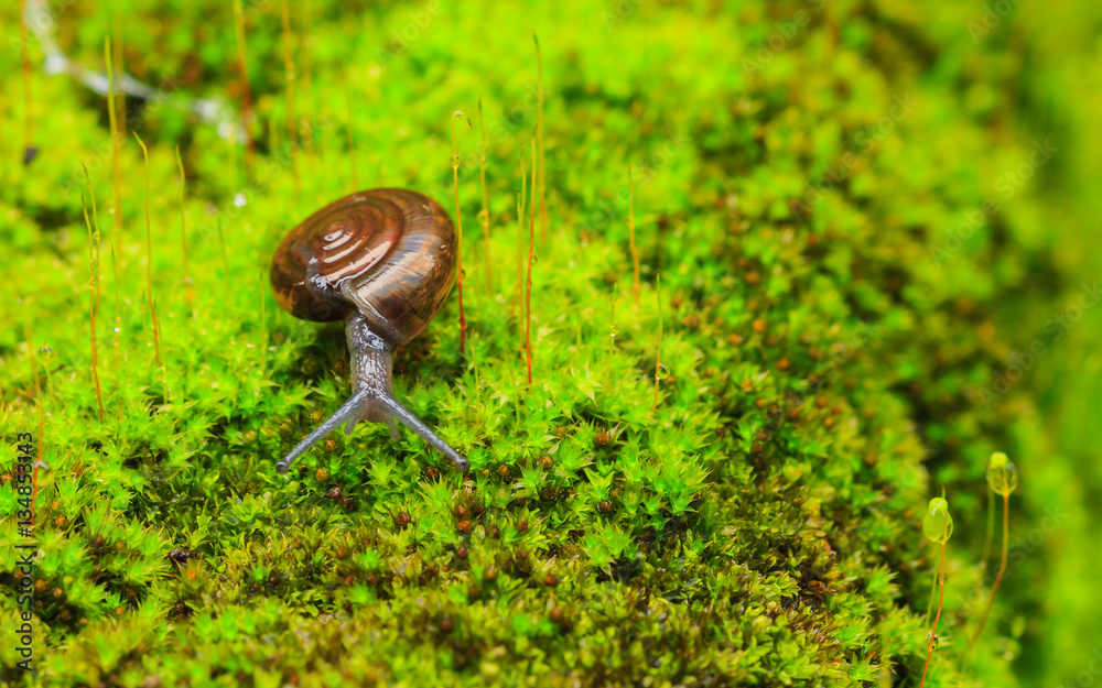 Snail in the garden on the green moss. Snail in the garden on the green moss.