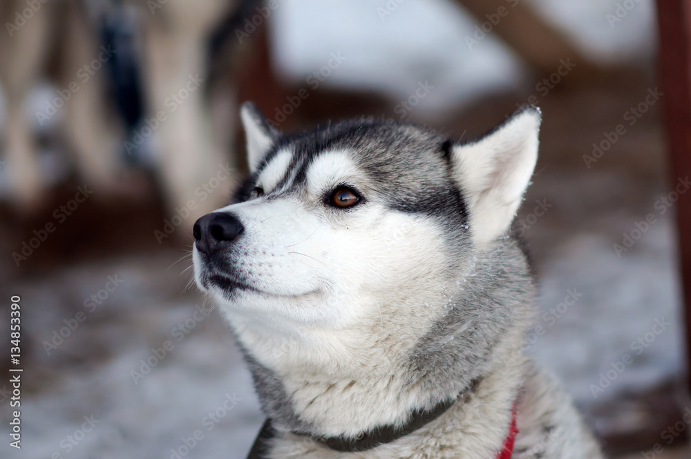 Portrait of silver Sled Husky dog. Working sled dogs of the North. Husky sledding in the winter in the harnesses to drive in the snow. 
