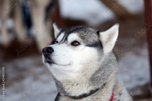 Portrait of silver Sled Husky dog. Working sled dogs of the North. Husky sledding in the winter in the harnesses to drive in the snow. 