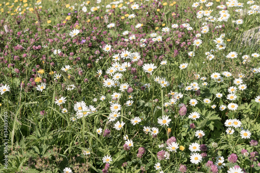 Meadow of white fresh daisy flowers in sunlight, natural landscape