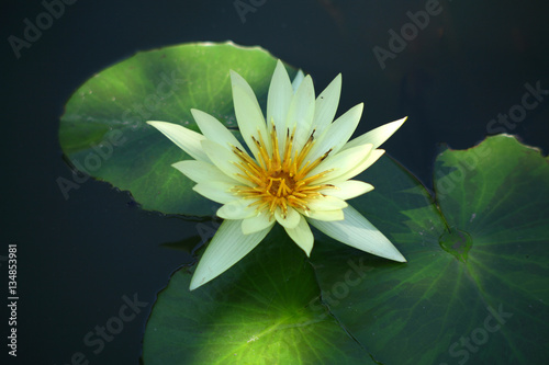 Yellow lotus   yellow water lily 