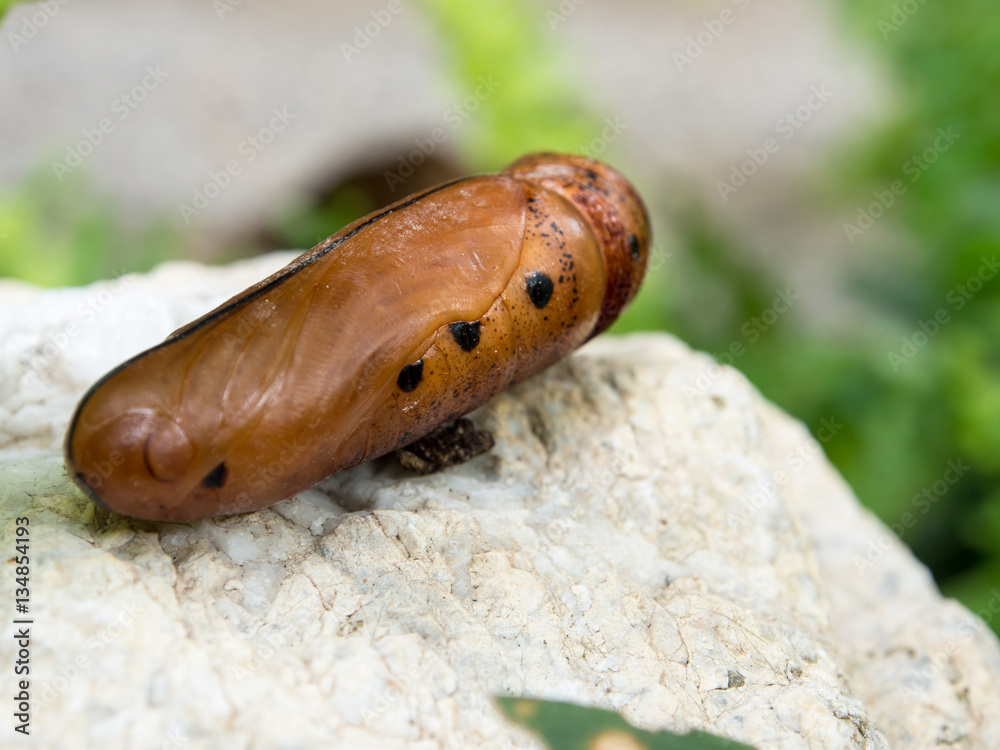 Chrysalis Butterfly lying on the white stone. Chrysalis Butterfly lying on the white stone.