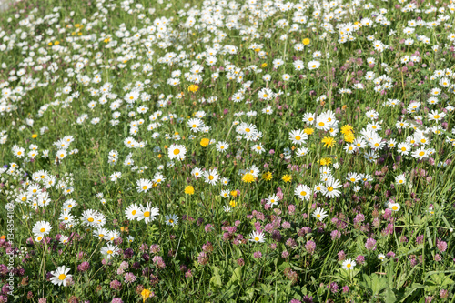Meadow of white fresh daisy flowers in sunlight, natural landscape
