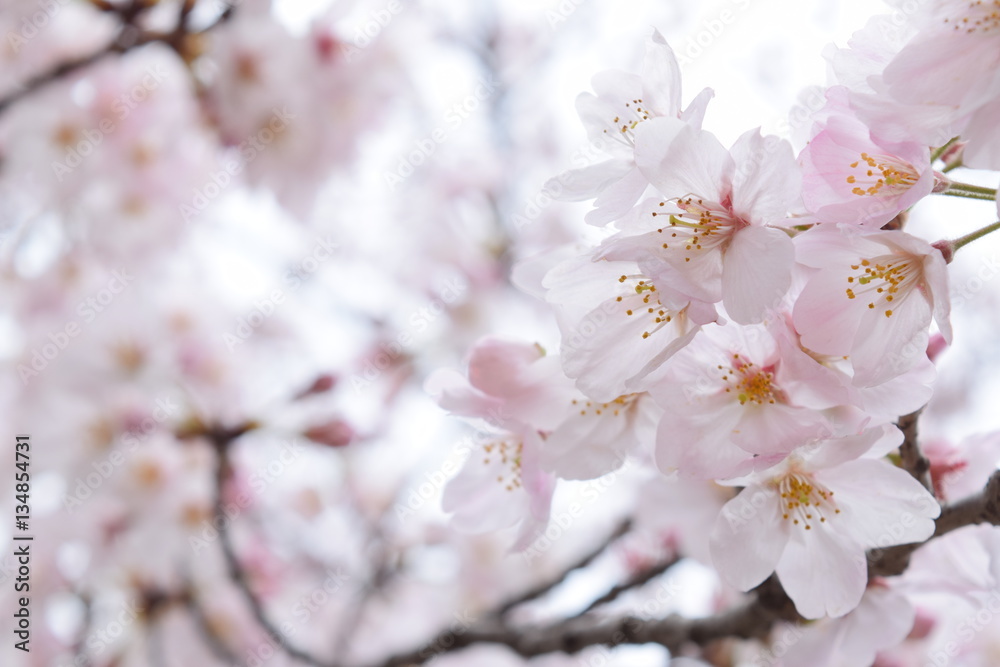 Cherry Blossoms