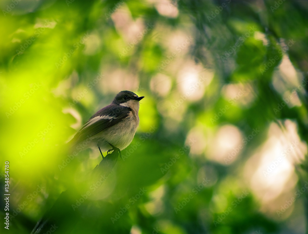 European pied flycatcher bird sitting on the tree European pied flycatcher bird sitting on the tree