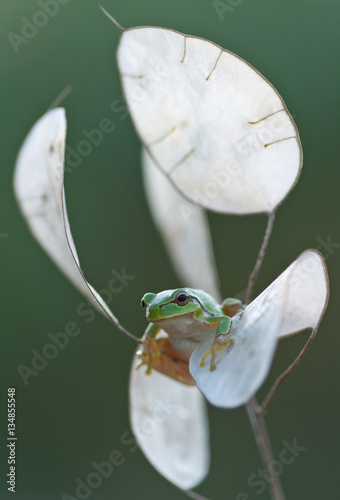 Green Tree Frog (Hyla arborea) on a reed leaf with soft green background