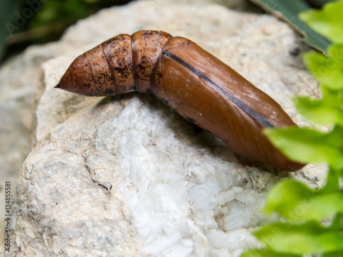 Chrysalis Butterfly lying on the white stone. photo