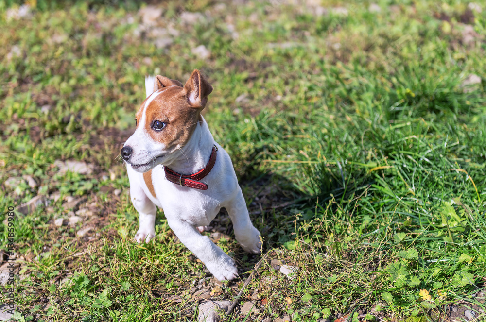 Jack Russel puppy