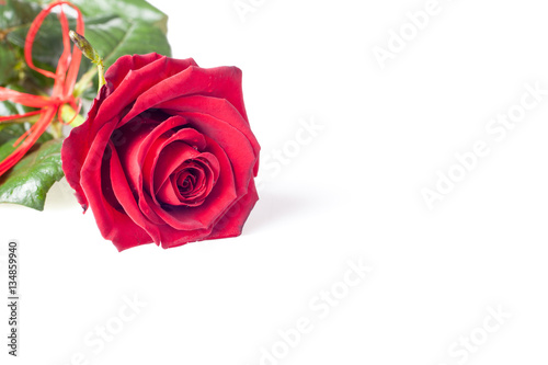 Fototapeta Naklejka Na Ścianę i Meble -  Red rose on white background. 