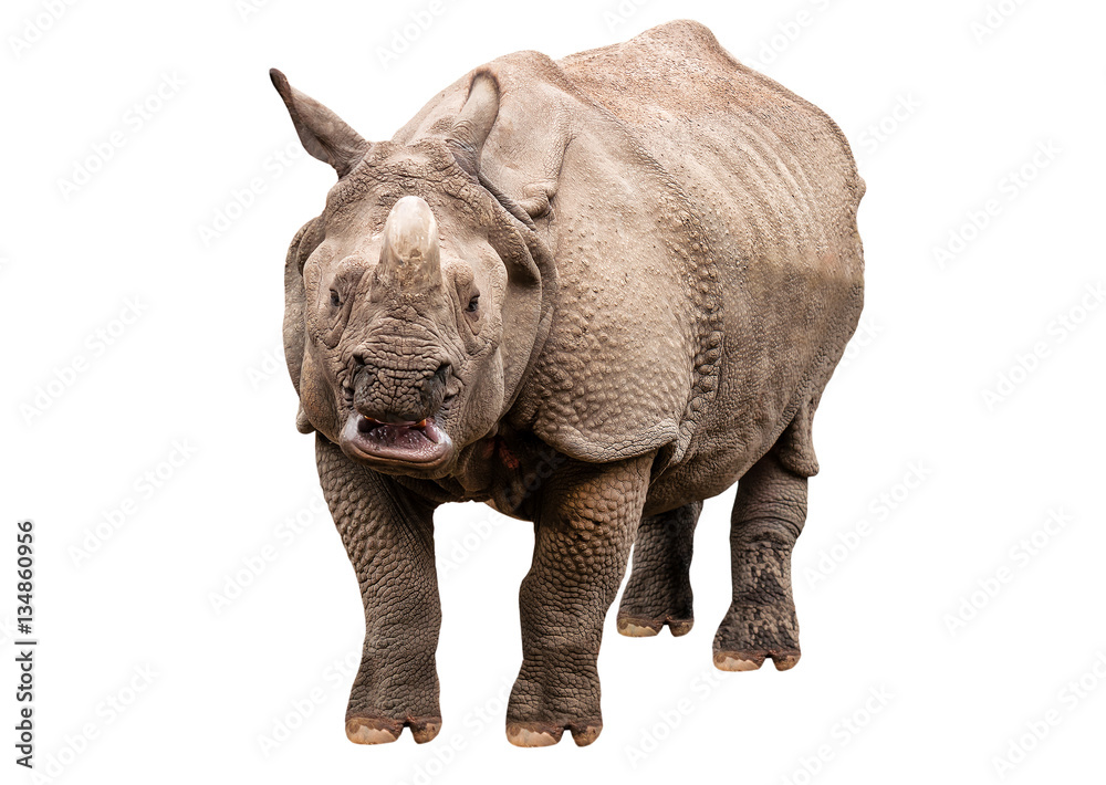 Fototapeta premium live rhinoceros on white
