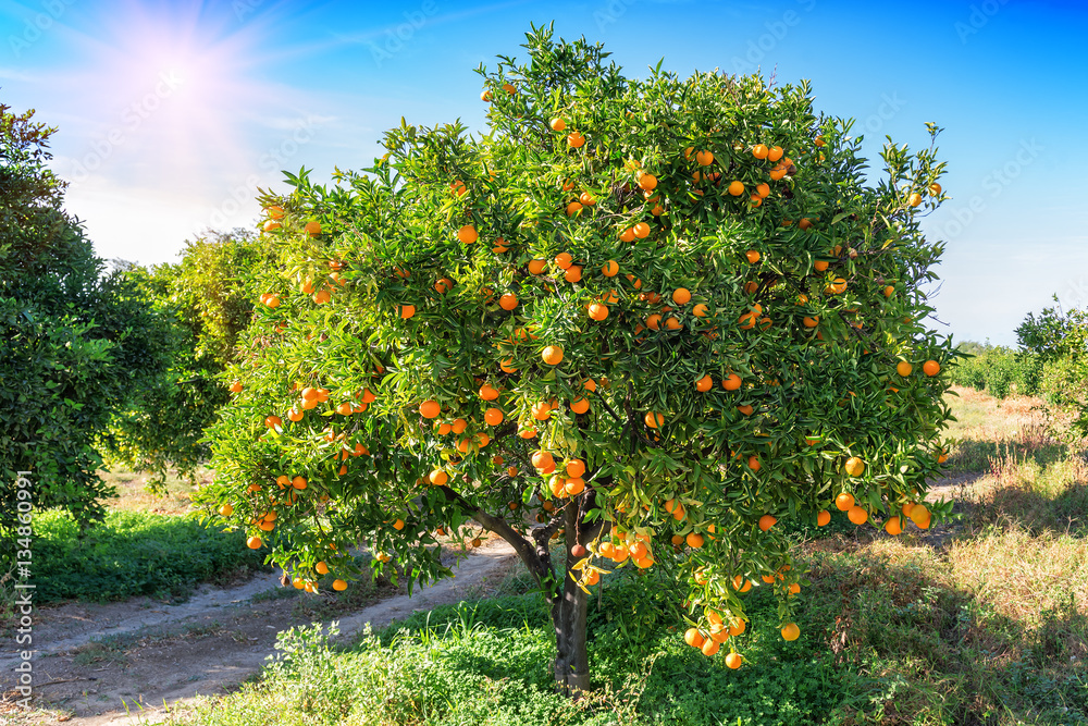 Obraz premium lush orange tree