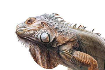 live iguana isolated