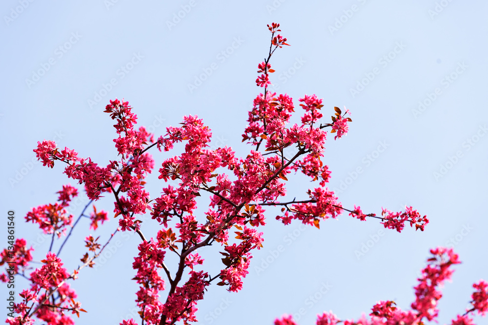  branch with pink flowers