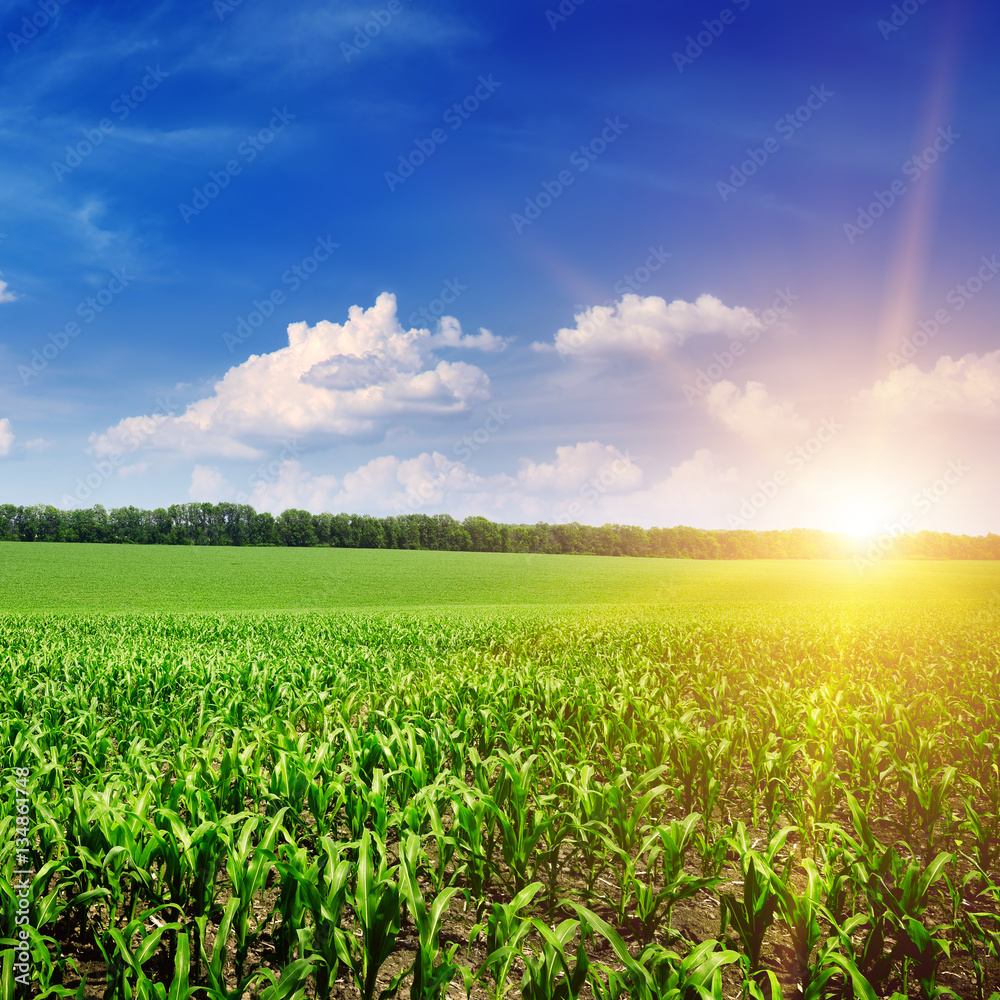 Beautiful sunrise on green cornfield Beautiful sunrise on green cornfield