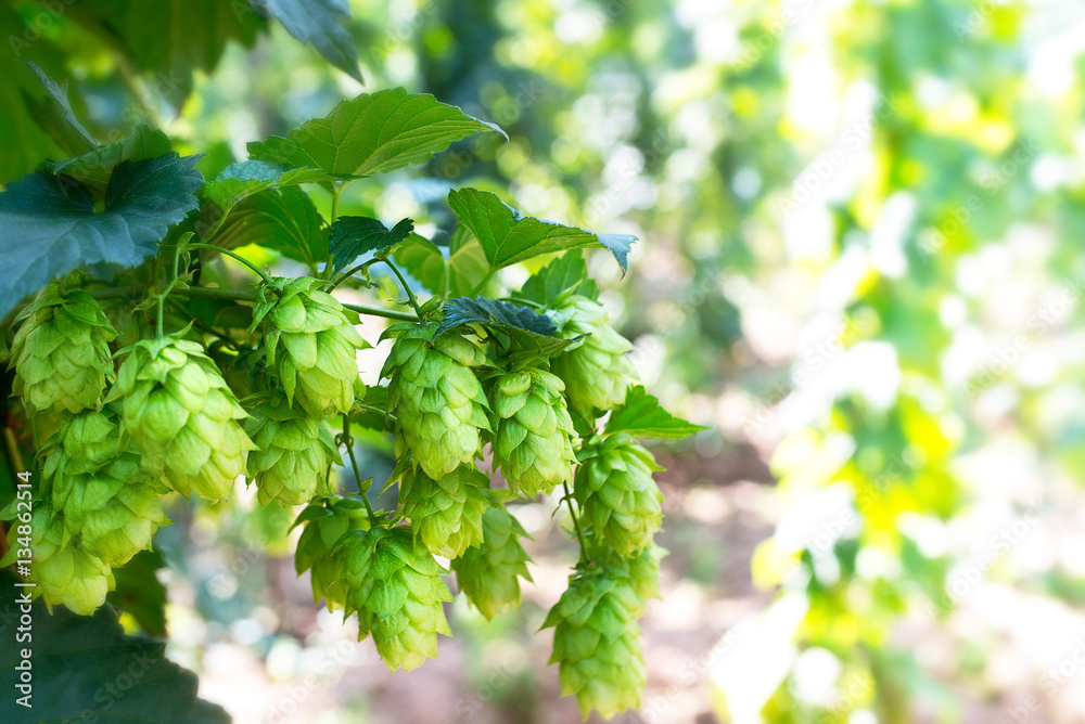 detail of hop cones before the harvest detail of hop cones before the harvest