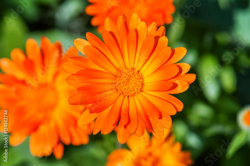 orange calendula flowers