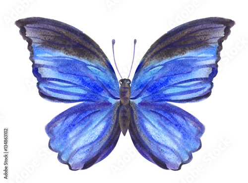 Blue butterfly, watercolor painting. © Ollga P