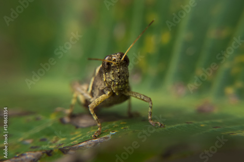 Grasshopper on leaf staring at viewer