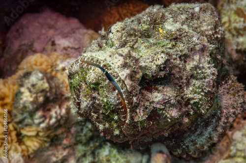 Devil Scorpionfish danger