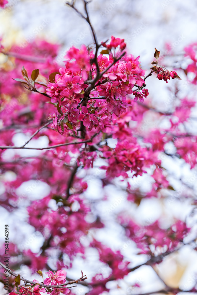 tree with pink blossoms tree with pink blossoms