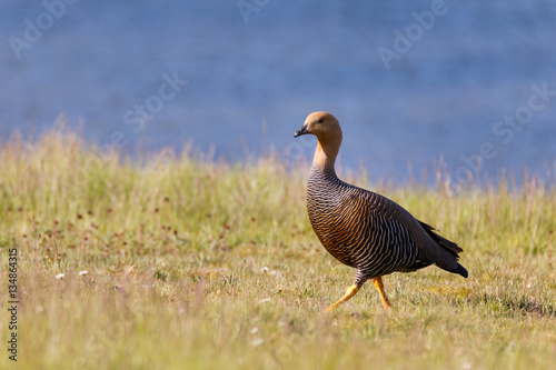 patagonian goose, birds, animals, argentina, chile, south america, patagonia, tierra del fuego, land of fire 