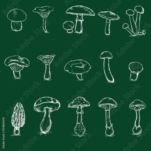 Vector Set of Chalk Mushrooms Illustrations