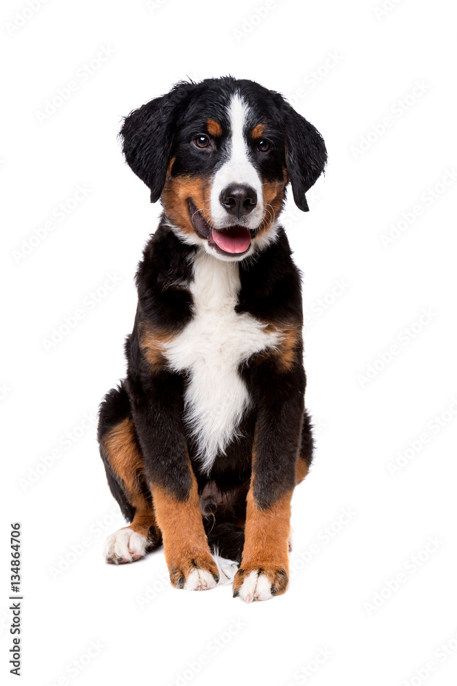 bernese mountain dog puppy